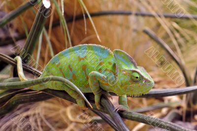 chameleon