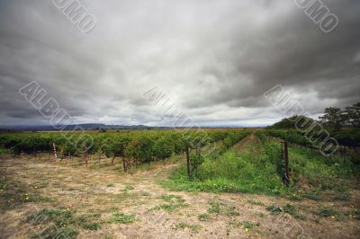 vineyard in Napa, California