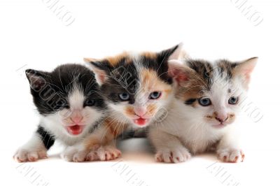 three kitten