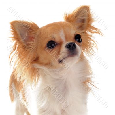 portrait of chihuahua