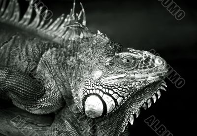 Varan