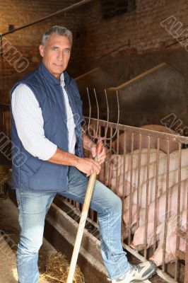 Farmer in a pig pen