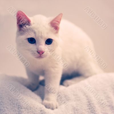 white cat