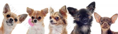 group of  chihuahua