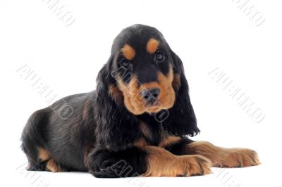 puppy english cocker