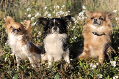 three chihuahua