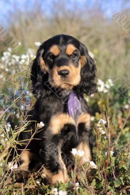 puppy cocker spaniel