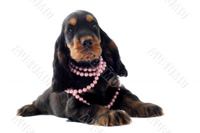 puppy english cocker