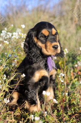 puppy english cocker