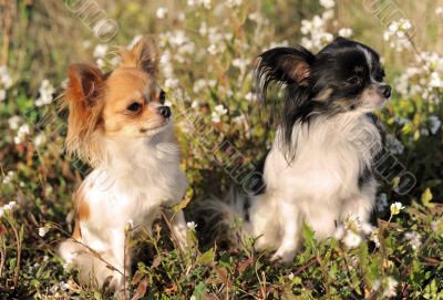 two chihuahua