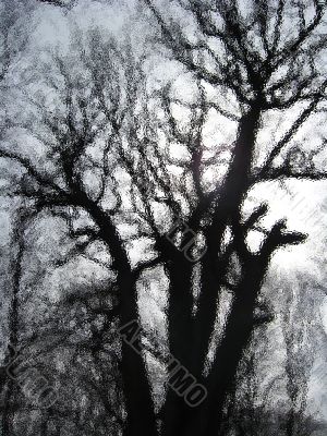 silhouette of the tree