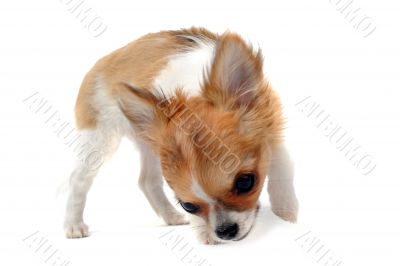 puppy chihuahua