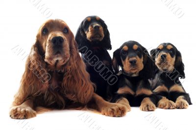 family english cocker