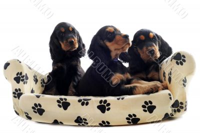 puppies english cocker