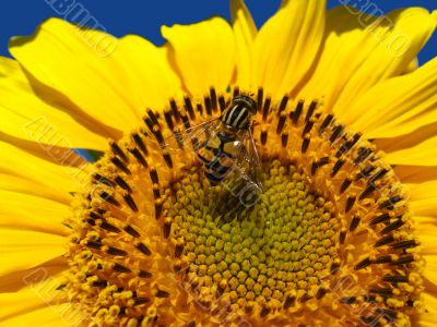 The yellow fly on a sunflower
