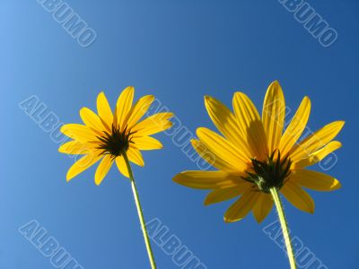 Pair yellow flowers 