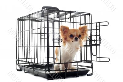 chihuahua in kennel