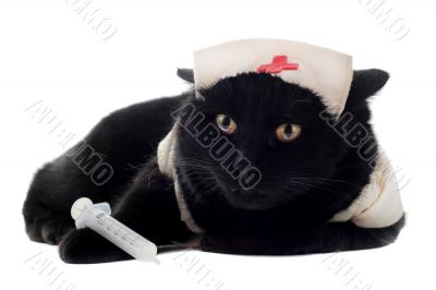 doctor cat