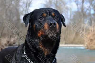 wet rottweiler