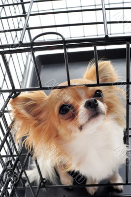 chihuahua in kennel