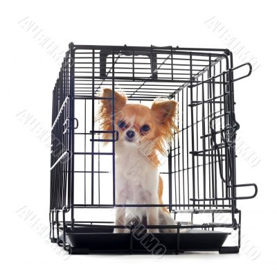 chihuahua in kennel