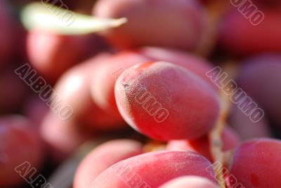 red date