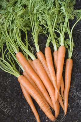 Bunch Of Fresh Carrots 