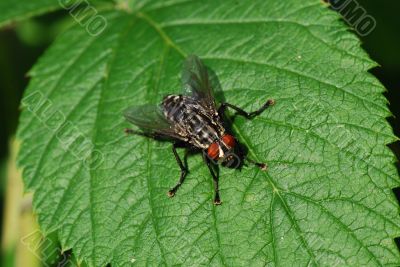 fly on a leaf
