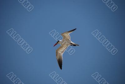 gull in flight over