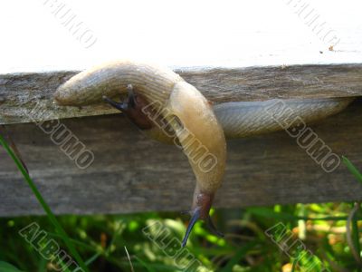 little slugs