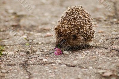 A hedgehog