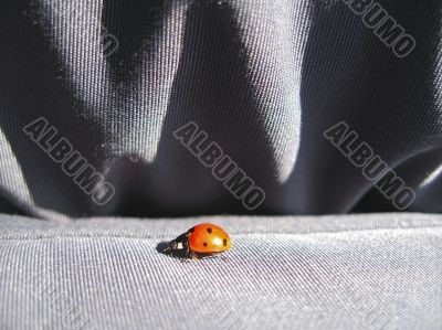 Ladybug walking on the jeans. Summertime outdoor