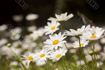 White Daisies