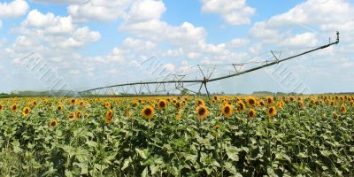 field of sunflowers