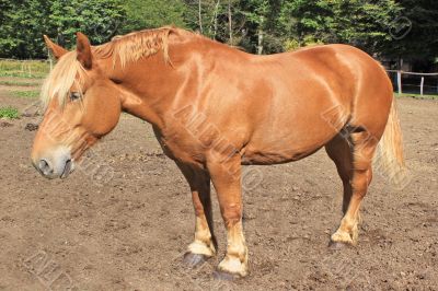 Horse