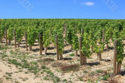 grapevine
