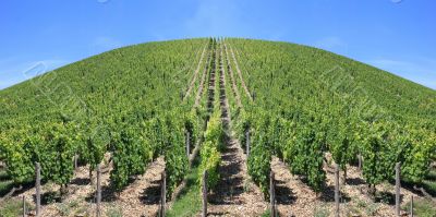 Vineyard