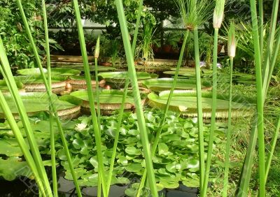 watery plants