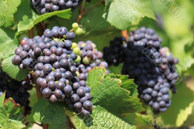 bunch of grapes