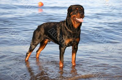 rottweiler in the sea