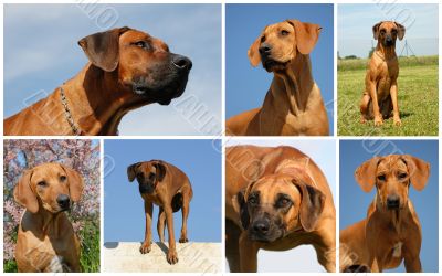 rhodesian ridgeback