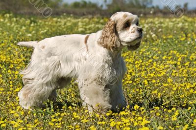 american cocker