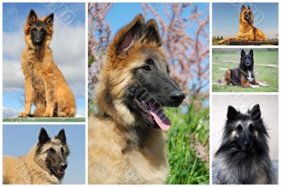 belgian shepherd tervueren