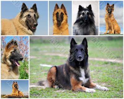 belgian shepherd tervueren