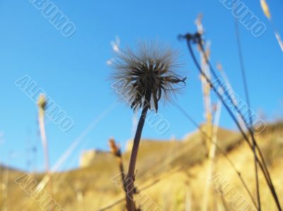 Meadow plant on the caucasus summer field
