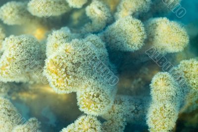 leather coral polyps