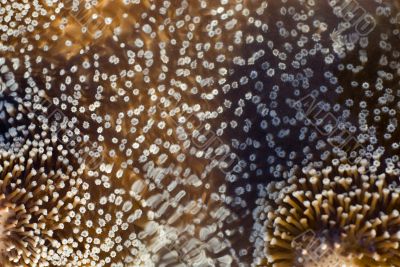 extended coral polyps