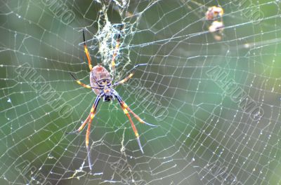 Golden Orb Weaving Spider