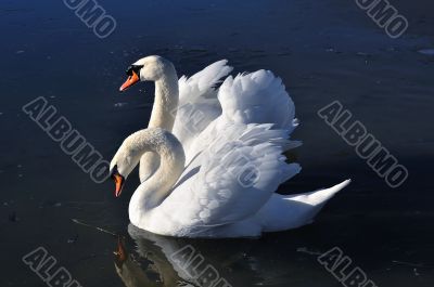 Two lovely swans