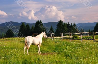 White horse in mountain